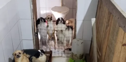 Polícia e Prefeitura encontram canil clandestino em Palhoça com 115 animais