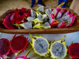 Cultivo de pitaia, a nova vedete de Santa Catarina Cultivo de pitaia em Santa Catarina