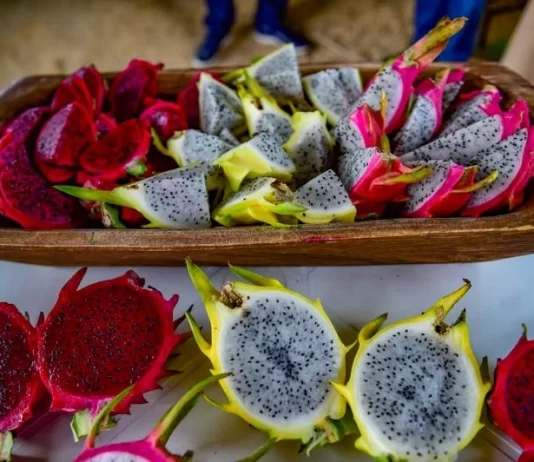 Cultivo de pitaia em Santa Catarina