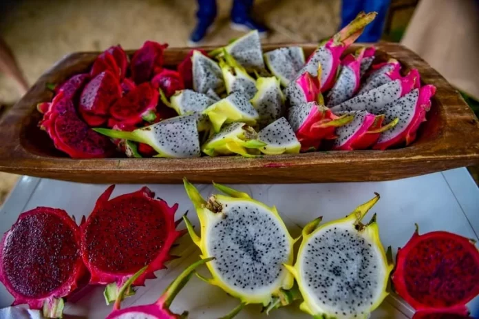 Cultivo de pitaia em Santa Catarina