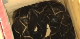 Cobra de um metro e meio é capturada em São José