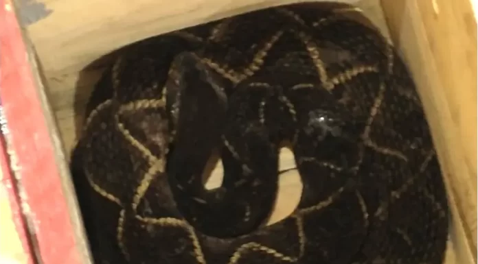 Cobra de um metro e meio é capturada em São José