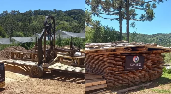 Corte ilegal de araucárias em São Joaquim