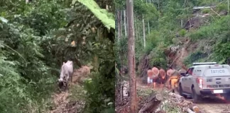 Farra do boi é interrompida em Itapema e animal resgatado