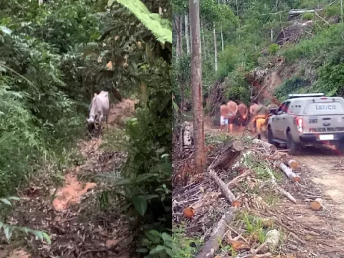 Farra do boi é interrompida em Itapema e animal resgatado