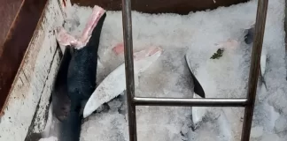 Tubarões pescados ilegalmente são apreendidos no porto de Itajaí