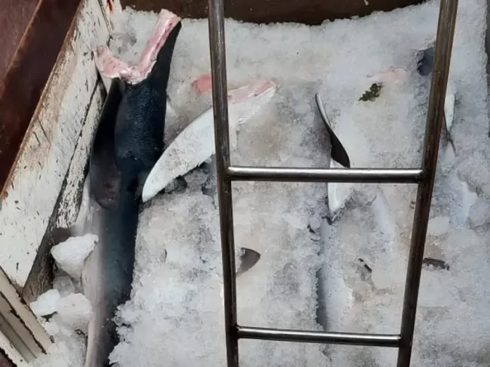 Tubarões pescados ilegalmente são apreendidos no porto de Itajaí