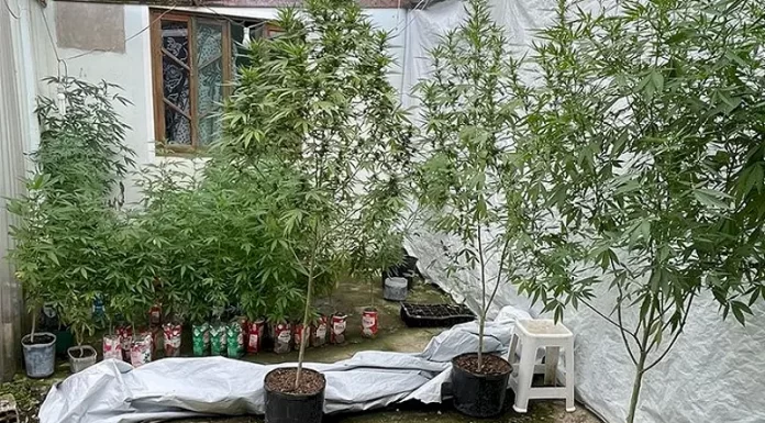 Plantação de maconha apreendida em Palhoça