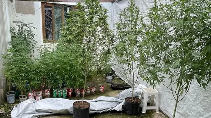 Plantação de maconha apreendida em Palhoça