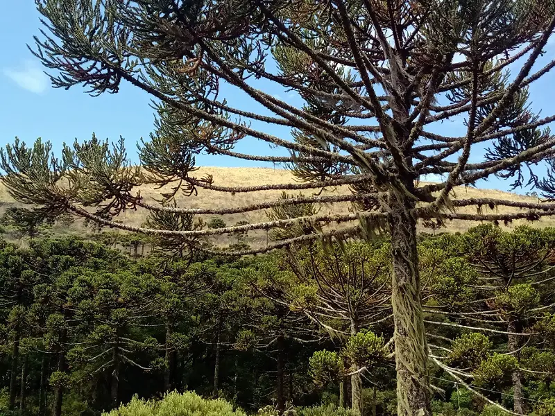 Araucárias em Urubici