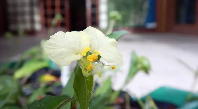 Commelina catharinensis