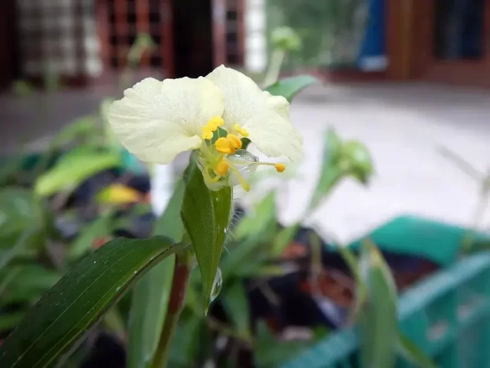 Commelina catharinensis