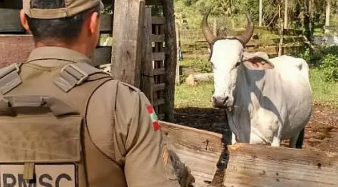 PM monitora litoral durante a quaresma contra farra do boi