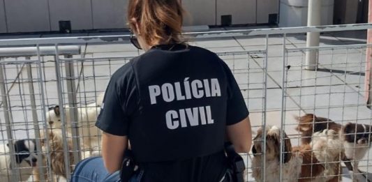 Canil irregular é fechado em São José Canil clandestino é fechado em São José