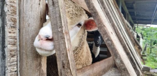 Homem é preso por manter animais em más condições em Palhoça Dezenas de bichos eram mantidos em condições insalubres, segundo a Polícia.