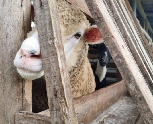 Homem é preso por manter animais em más condições em Palhoça Dezenas de bichos eram mantidos em condições insalubres, segundo a Polícia.