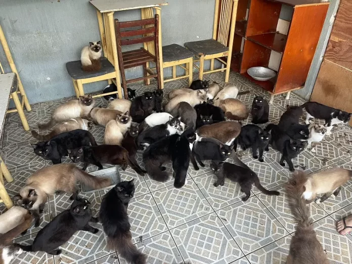 Mais de uma centena de gatos é resgatada em São José