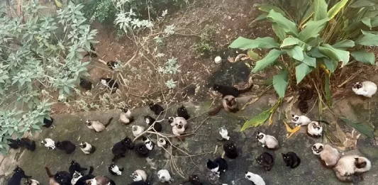 125 gatos abandonados em São José