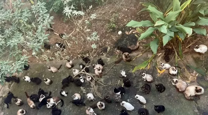 125 gatos abandonados em São José