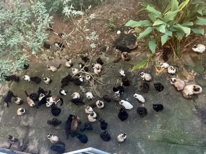125 gatos abandonados em São José