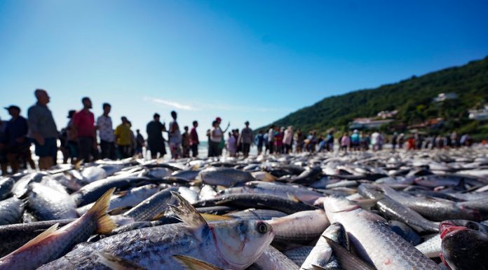 Grande cerco no costao direito da Lagoinha rendeu mais de 27 mil peixes.