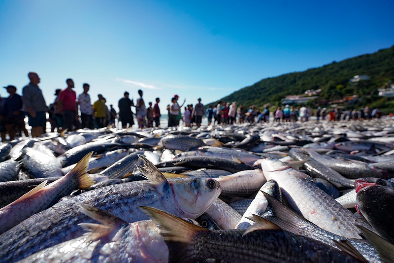 Grande cerco no costao direito da Lagoinha rendeu mais de 27 mil peixes.