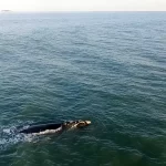 Primeiras baleias da temporada são avistadas em SC