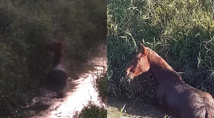 Cavalo resgatado de vala em São José