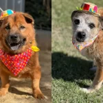 Prefeitura de Florianópolis busca adoção de mais de 200 cães em evento especial
