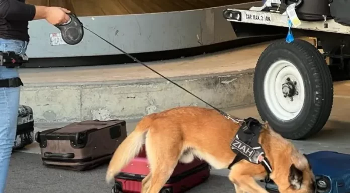 Mulher é flagrada com mala feita com 3kg de cocaína no Aeroporto de Florianópolis