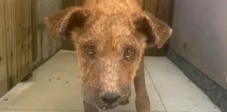 Dibea-SJ luta contra maus-tratos a animais em São José