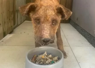 Dibea-SJ luta contra maus-tratos a animais em São José