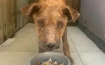 Dibea-SJ luta contra maus-tratos a animais em São José