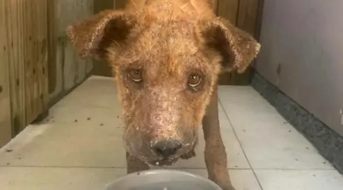 Dibea-SJ luta contra maus-tratos a animais em São José