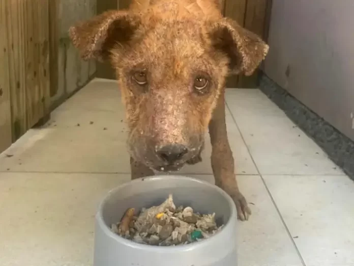 Dibea-SJ luta contra maus-tratos a animais em São José