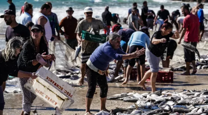 Temporada de pesca da tainha de 2023 é encerrada com limite da cota