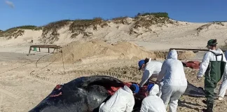 Especialistas analisaram carcaça encontrada nessa semana na Praia da Joaquina