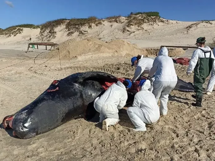 Especialistas analisaram carcaça encontrada nessa semana na Praia da Joaquina