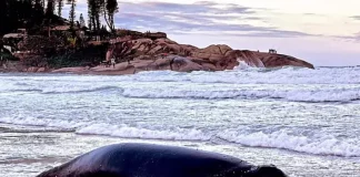 Baleia-franca é encontrada morta na Praia da Joaquina