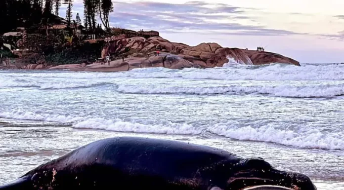Baleia-franca é encontrada morta na Praia da Joaquina
