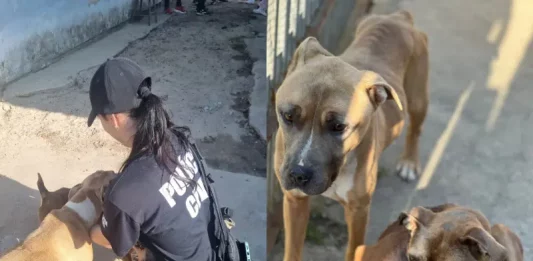 Homem é preso na Barra da Lagoa por maus-tratos a 2 cães Pit-bulls eram mal alimentados