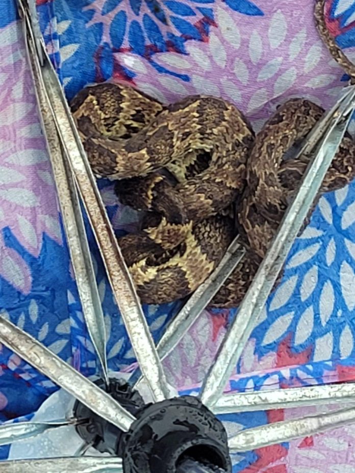 Jararaca é encontrada em guarda-chuva no Centro de Florianópolis