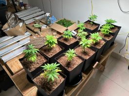 Polícia prende 2 que cultivavam maconha caseira para venda