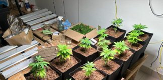 Polícia prende 2 que cultivavam maconha caseira para venda