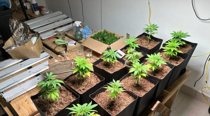 Polícia prende 2 que cultivavam maconha caseira para venda Polícia prende 2 que cultivavam maconha caseira para venda