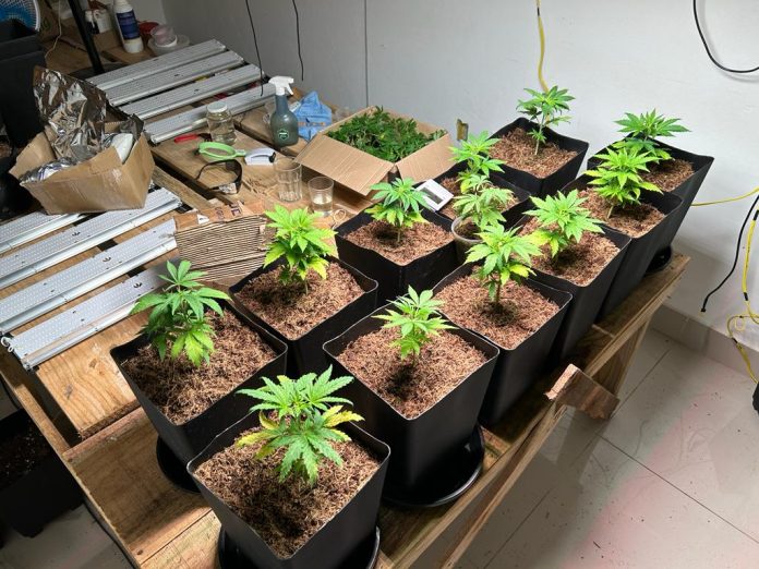 Polícia prende 2 que cultivavam maconha caseira para venda