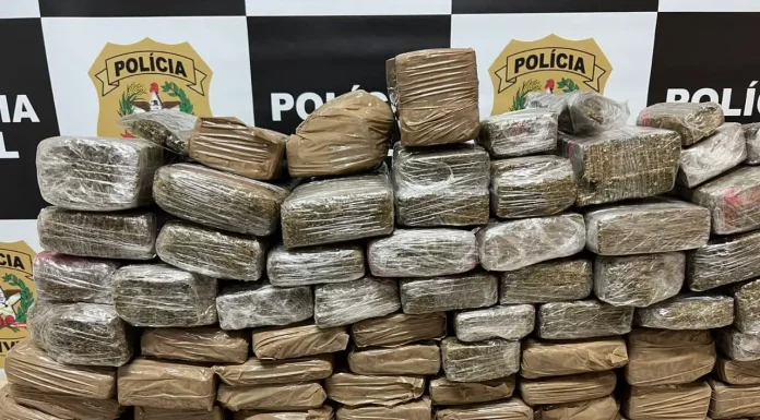 Operação Sintonia prendeu casal responsável por cuidar de estoque de maconha em São José