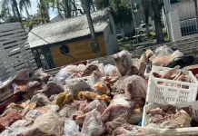 Carne de cavalo estragada era usada em açougue clandestino para produção de hambúrguer em Palhoça
