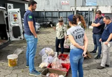Operação fecha frigorífico clandestino em Palhoça com carnes estragadas