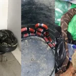 Cobras encontradas em casas na Grande Florianópolis